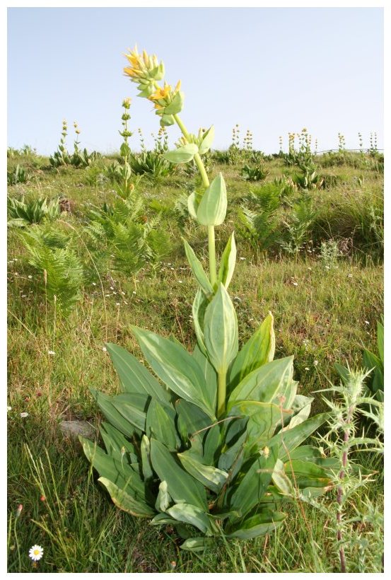 Gentiana lutea / Genziana maggiore