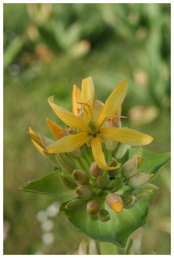 Gentiana lutea / Genziana maggiore