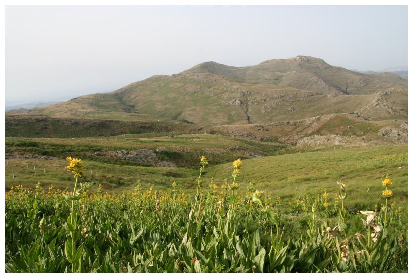 Gentiana lutea / Genziana maggiore