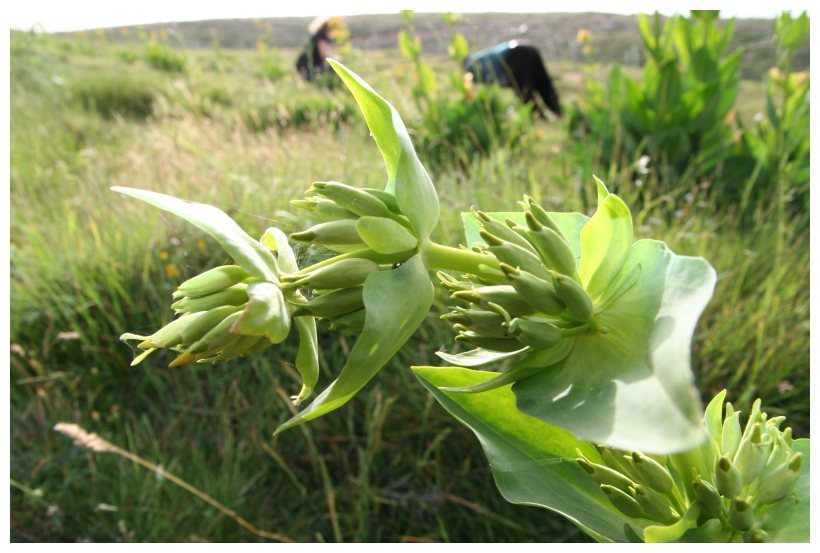 Gentiana lutea / Genziana maggiore