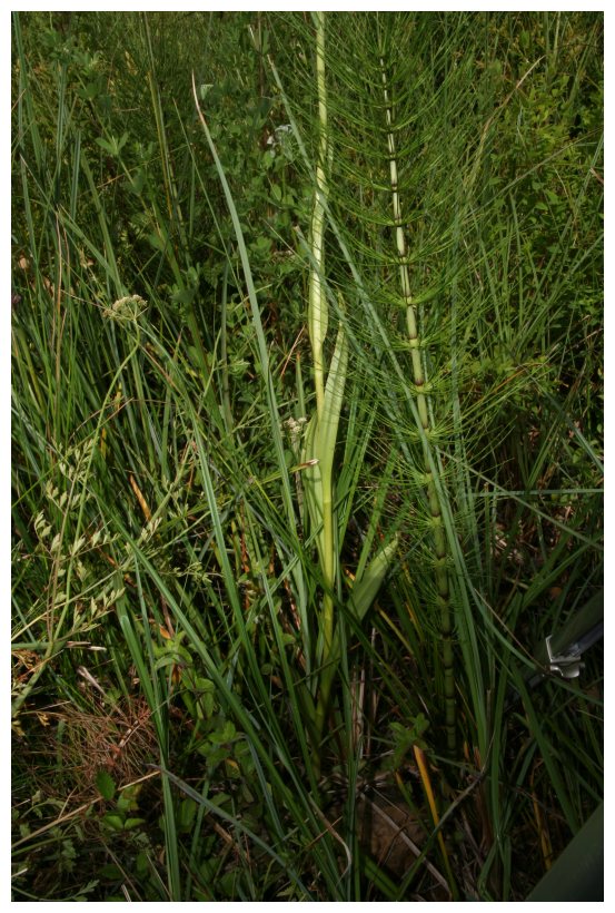 Dactylorhiza elata subsp. sesquipedalis / Orchide sesquipedale