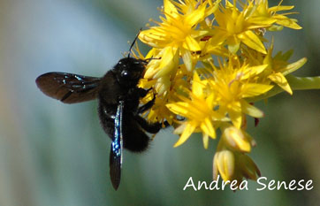 Xylocopa violacea