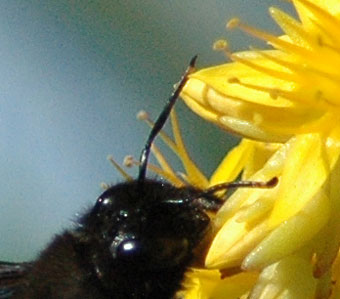 Xylocopa violacea