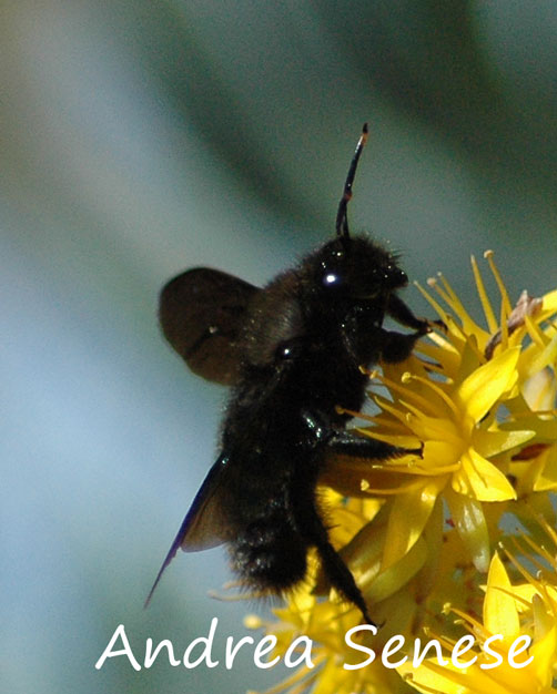 Xylocopa violacea