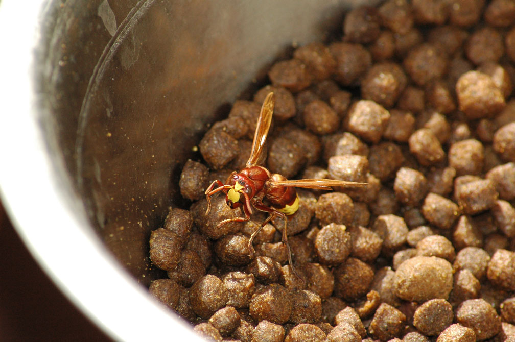 Vespa orientalis nel mio terrazzo