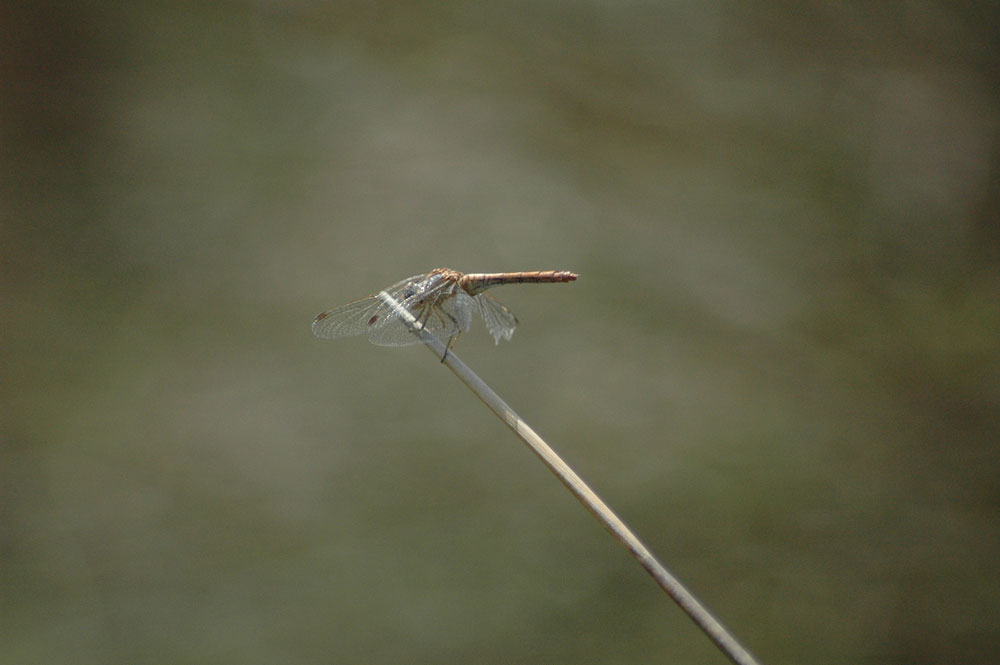 Sympetrum sp.