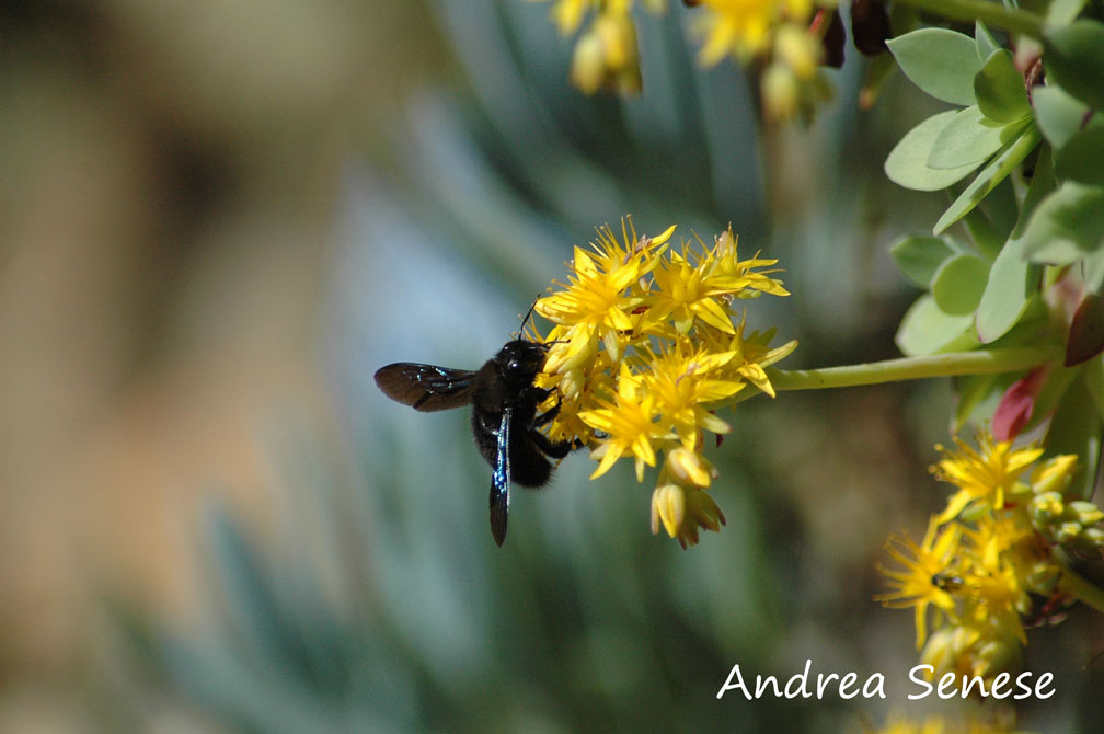 Xylocopa violacea