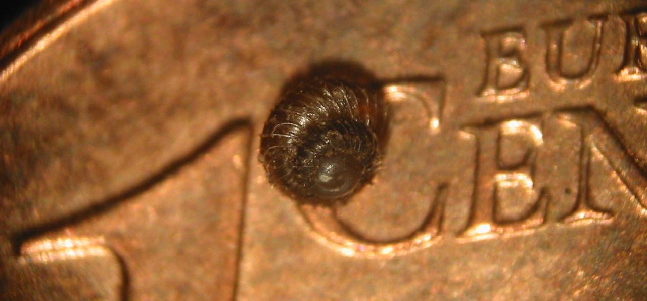 Acanthinula aculeata (O.F. Mller, 1774)