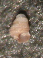 Pyramidellidae juv. da Corf