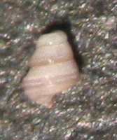 Pyramidellidae juv. da Corf