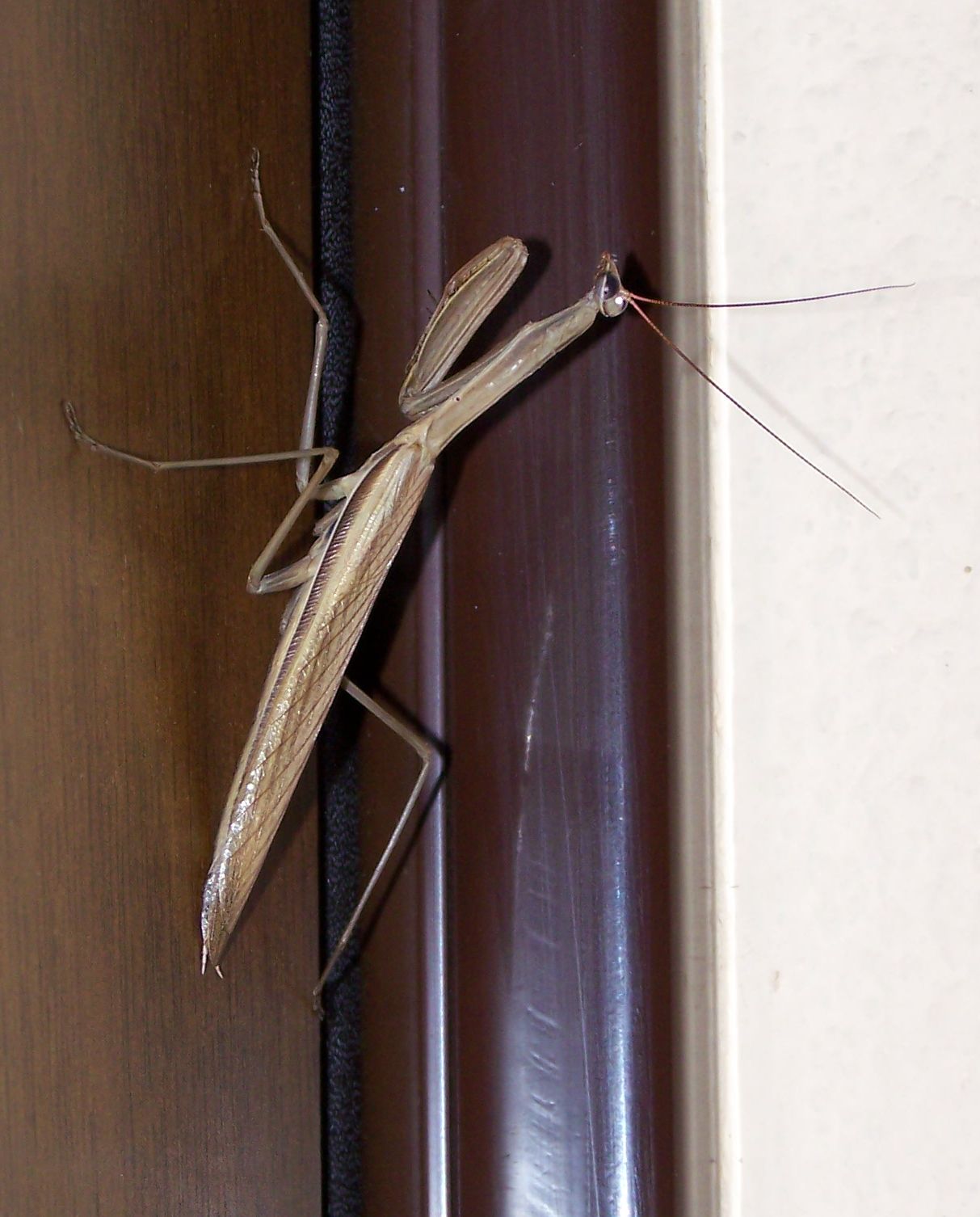 una mantide alla mia porta Mantis religiosa