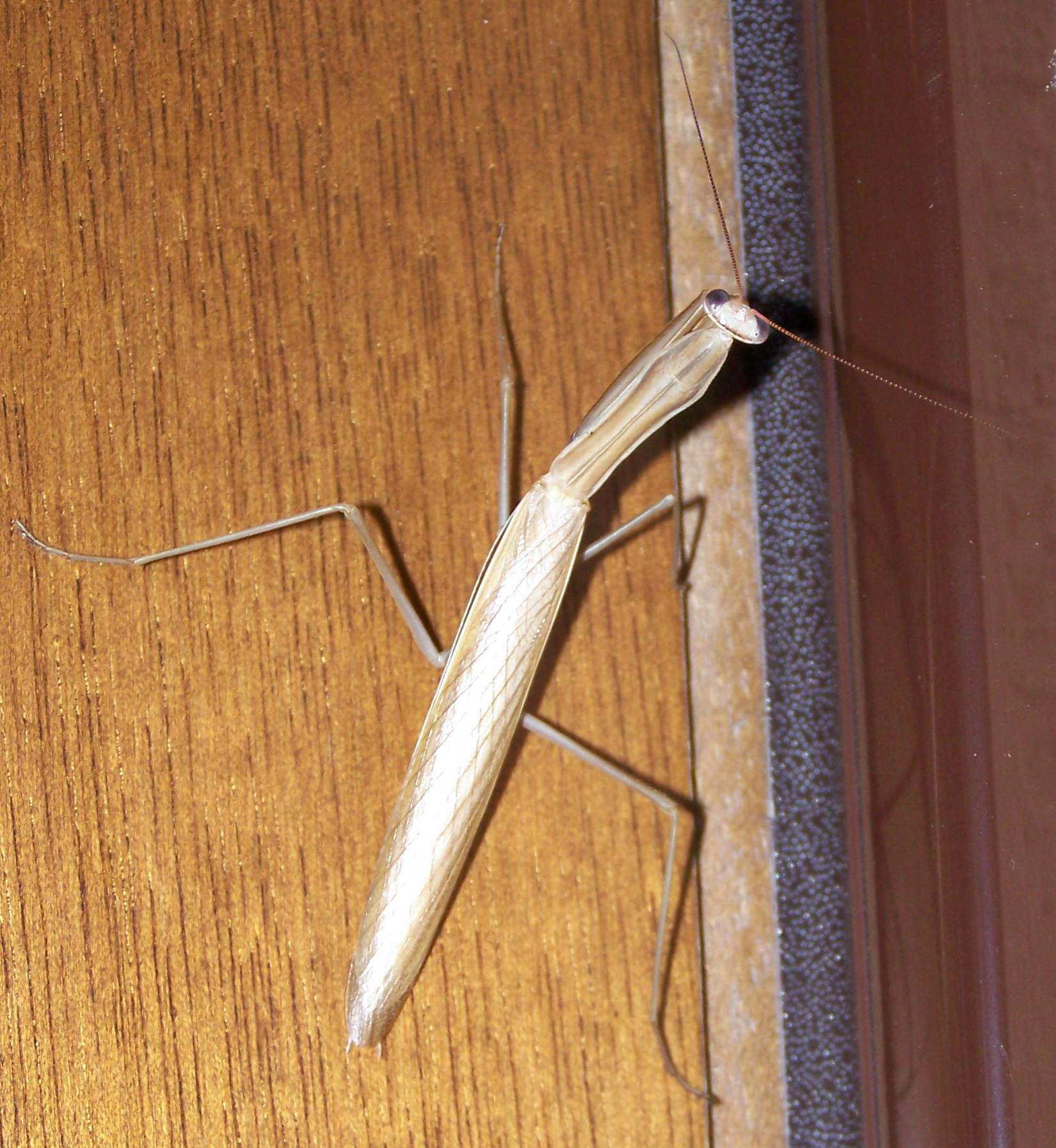 una mantide alla mia porta Mantis religiosa