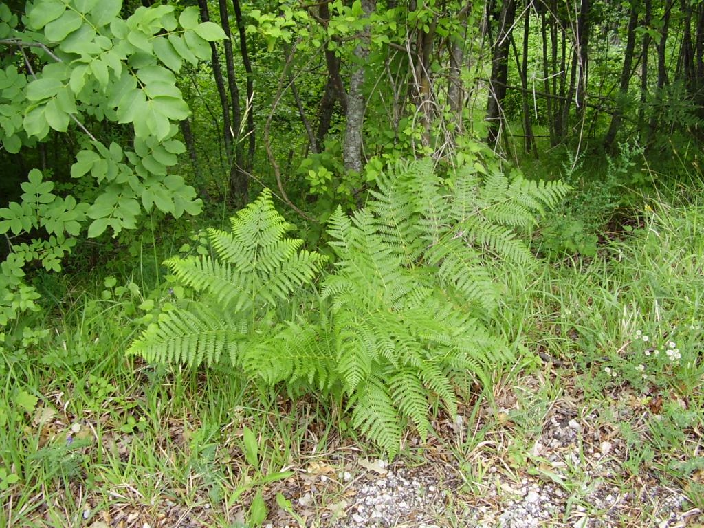 Pteridium aquilinum