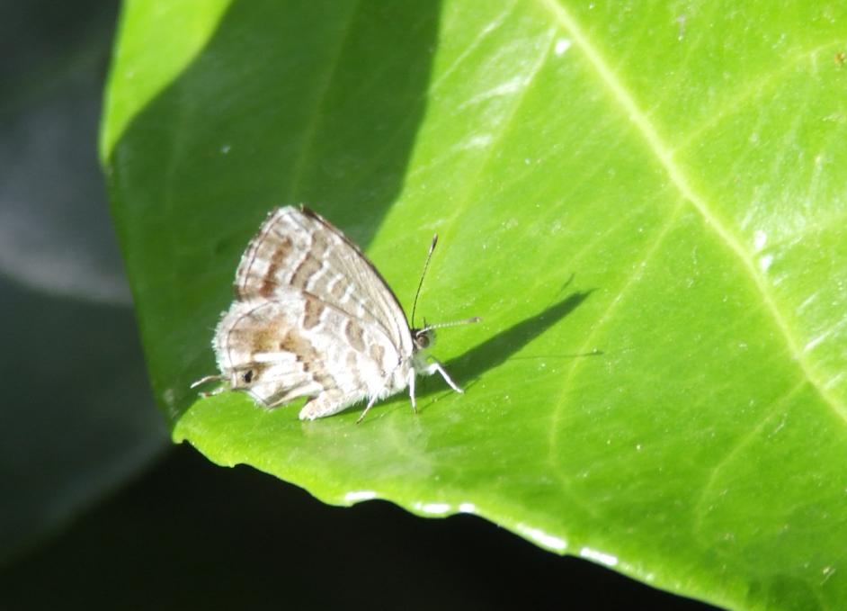 Cacyreus marshalli