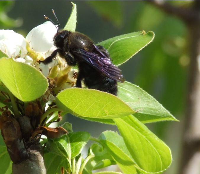 Xylocopa violacea