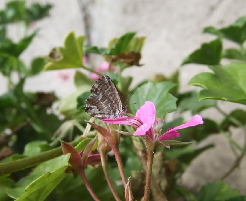 Cacyreus marshalli