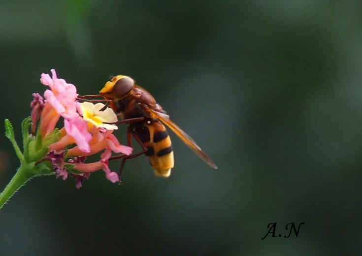 Volucella zonaria