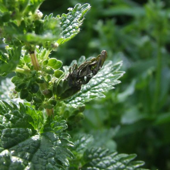 Vanessa atalanta bruchi