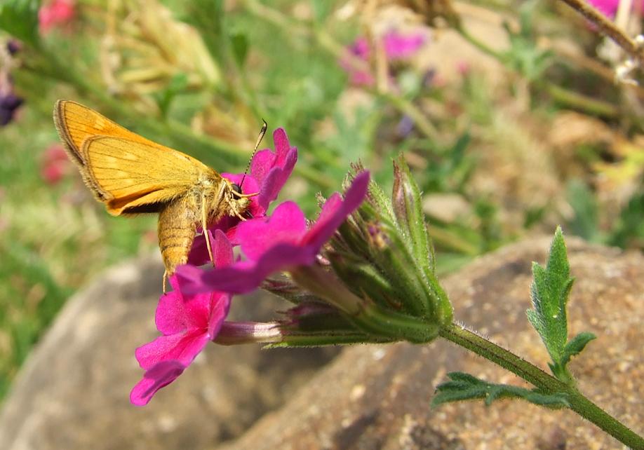 Ochlodes sylvanus