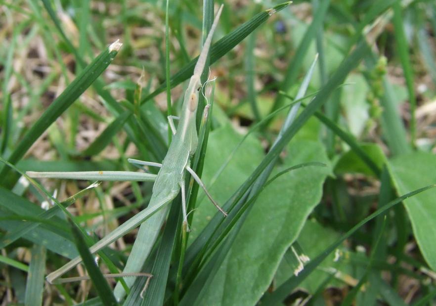 Acrida ungarica mediterranea