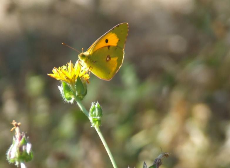 Colias croceus e Lycaena tityrus