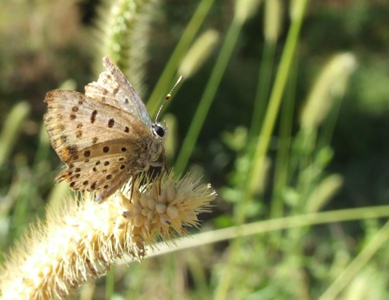 Colias croceus e Lycaena tityrus