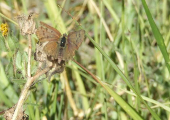 Colias croceus e Lycaena tityrus