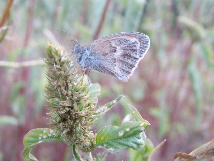 Coenonympha pamphilus