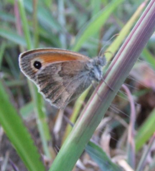 Coenonympha pamphilus