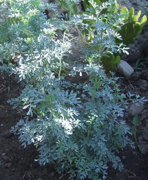 Finocchio in giardino