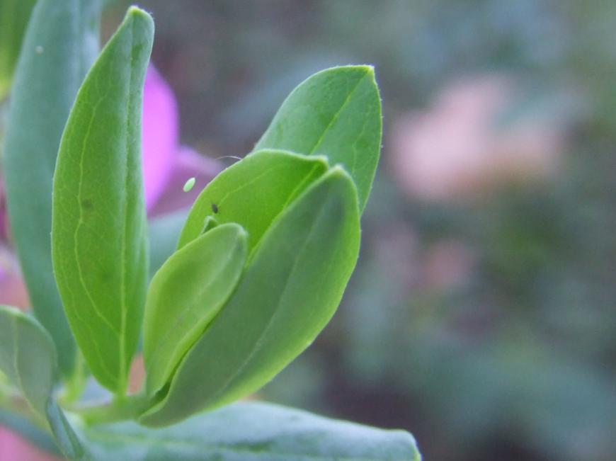 uovo di un Chrysopidae