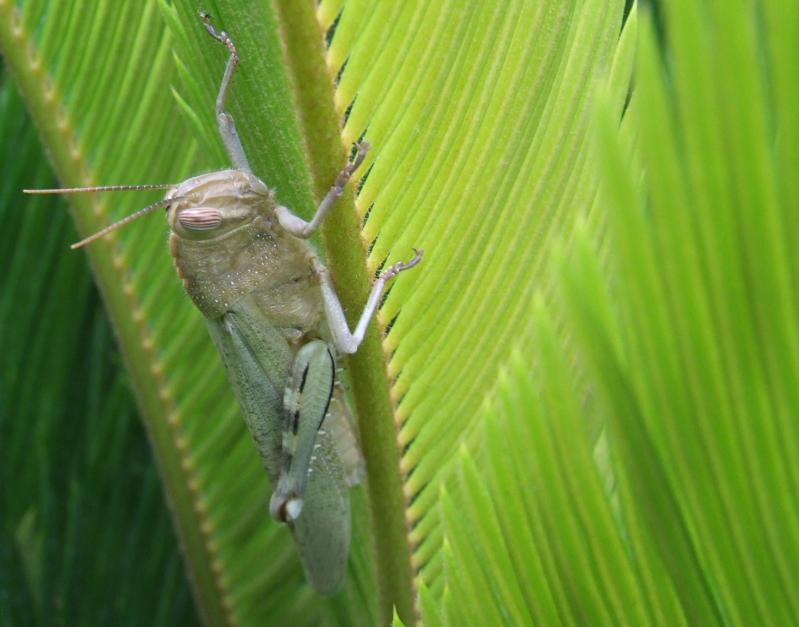 Anacridium aegyptium