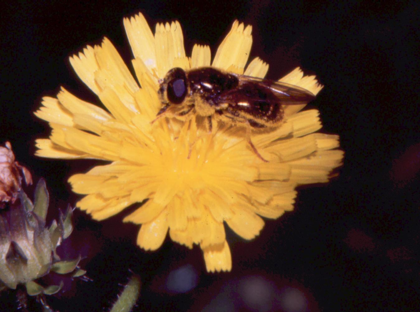 Cheilosia sp.