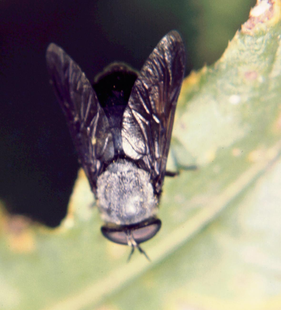 Tabanidae