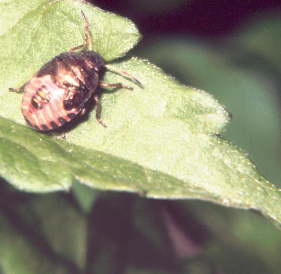 Dolycoris baccarum