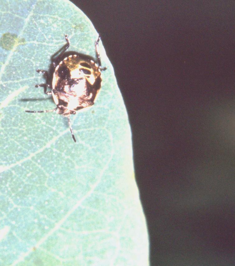 Dolycoris baccarum