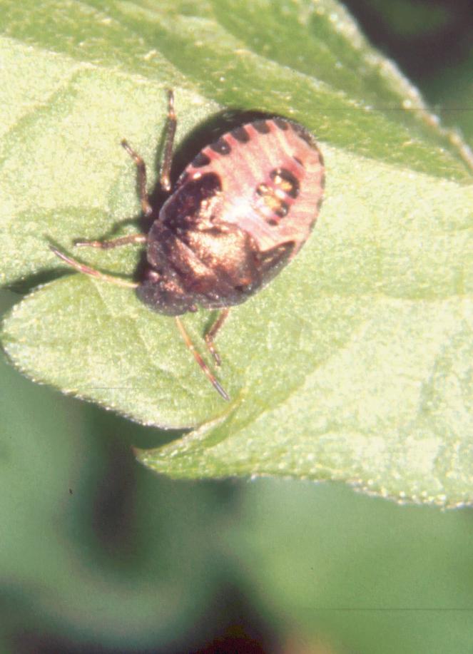 Dolycoris baccarum