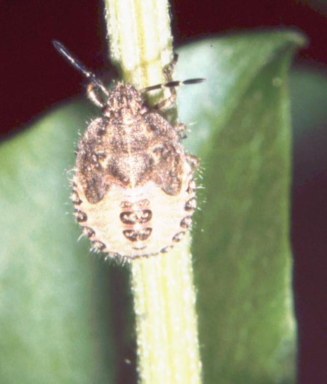 Dolycoris baccarum