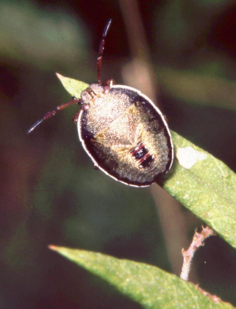 Piezodorus lituratus