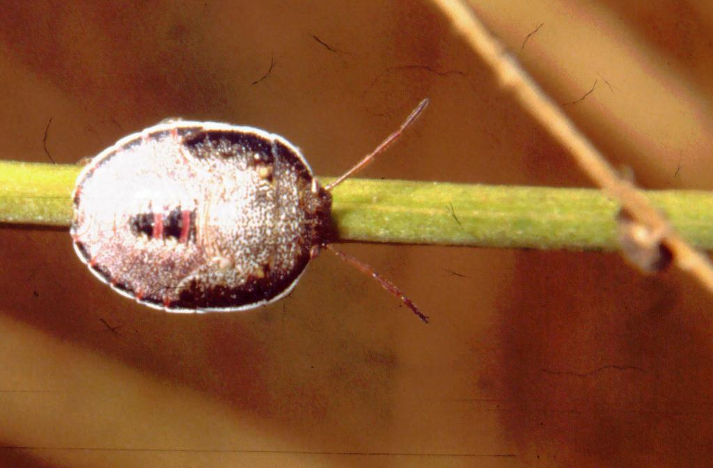 Piezodorus lituratus