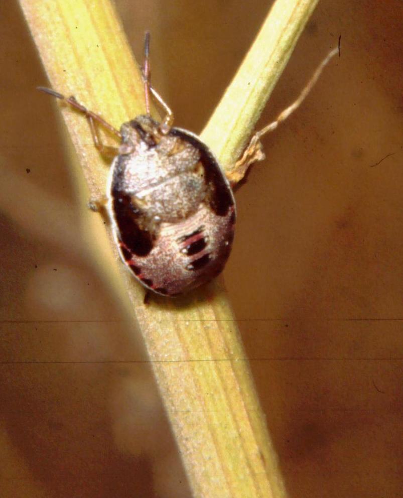 Piezodorus lituratus