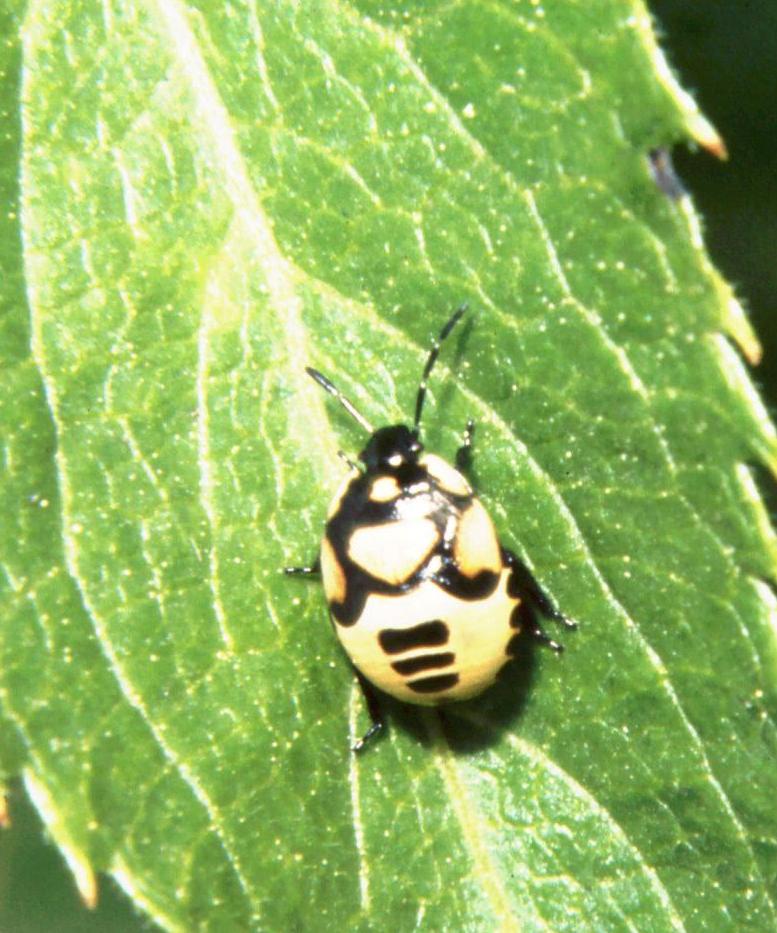 Eurydema oleracea