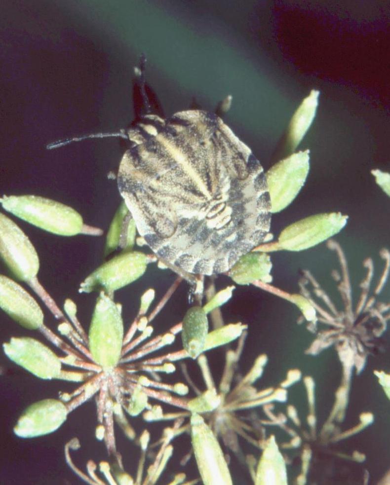 Graphosoma sp. e Eurygaster sp.