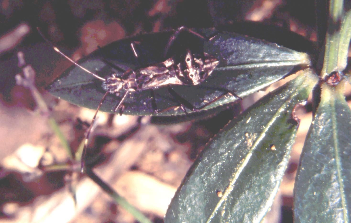 Heteroptera: Camptopus lateralis