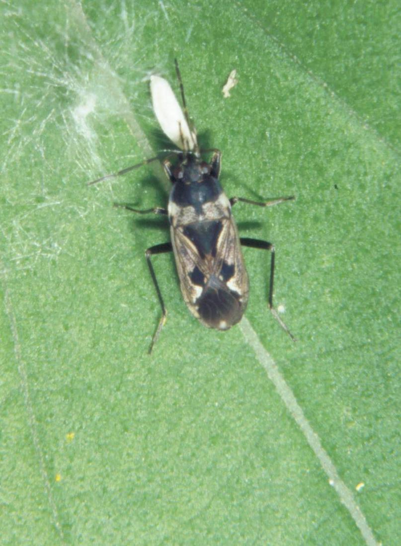 Heteroptera: Rhyparochromus vulgaris