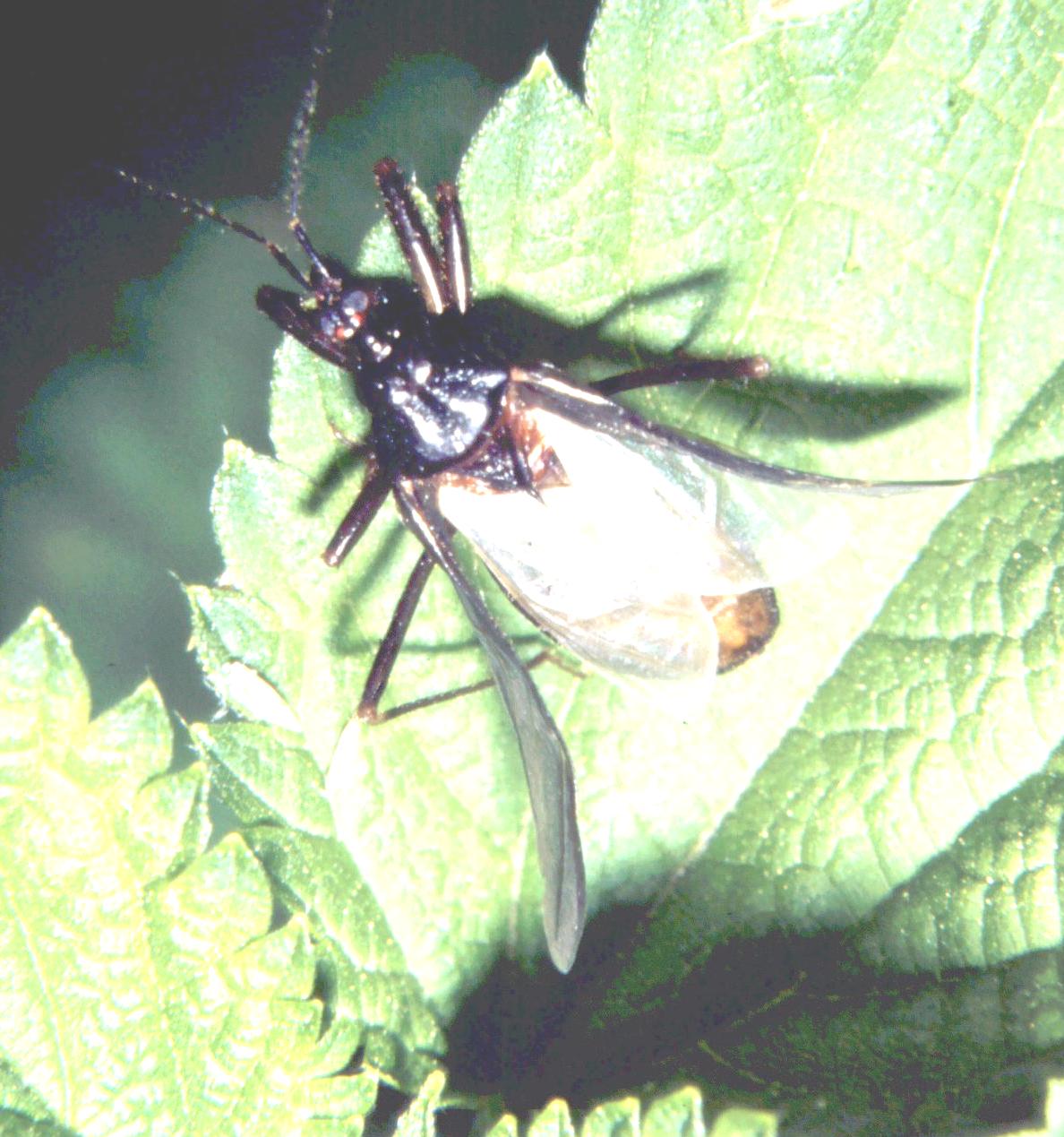 Heteroptera: Reduvius personatus