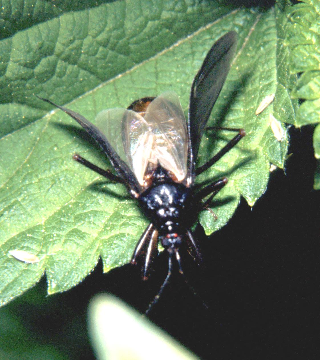 Heteroptera: Reduvius personatus