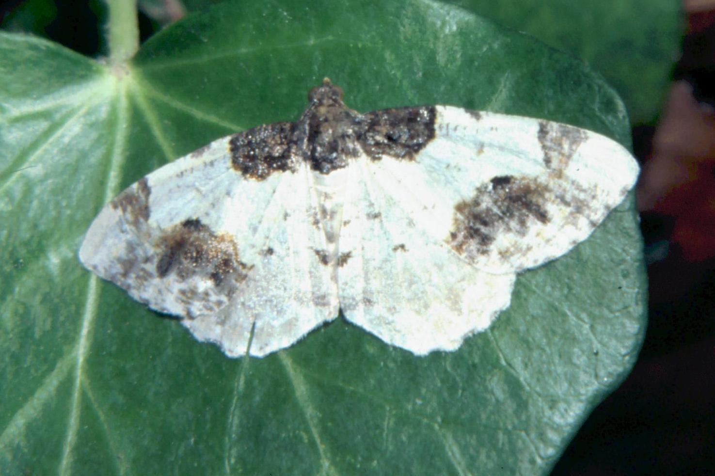 Ligdia adustata