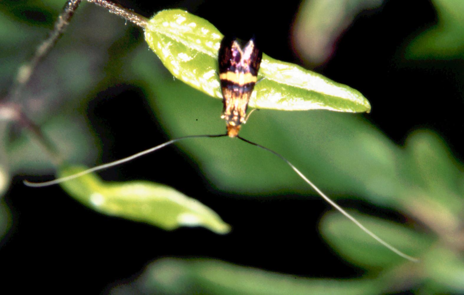 Lepidoptera - Adelidae