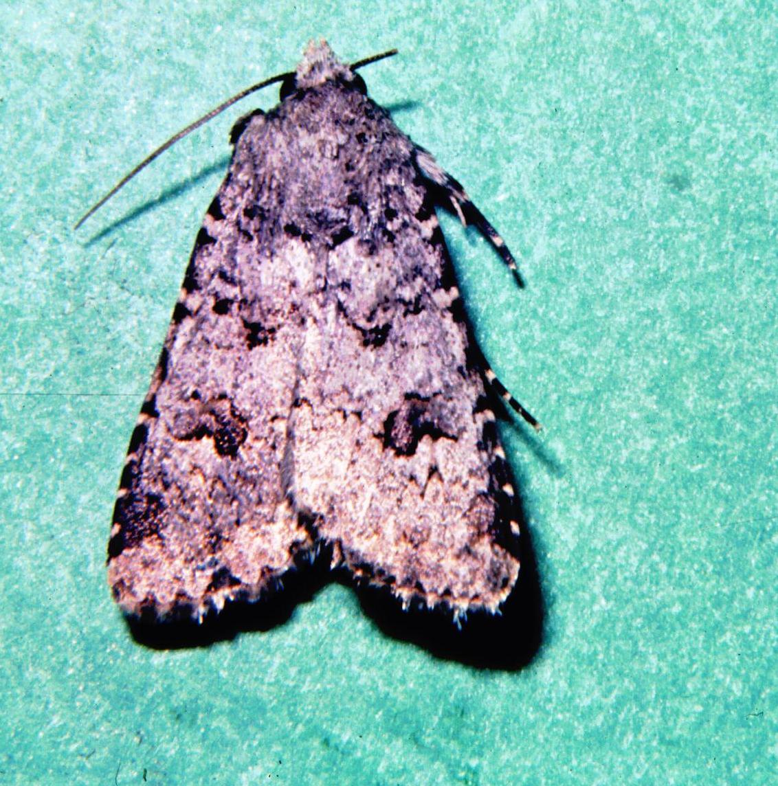 Noctuidae